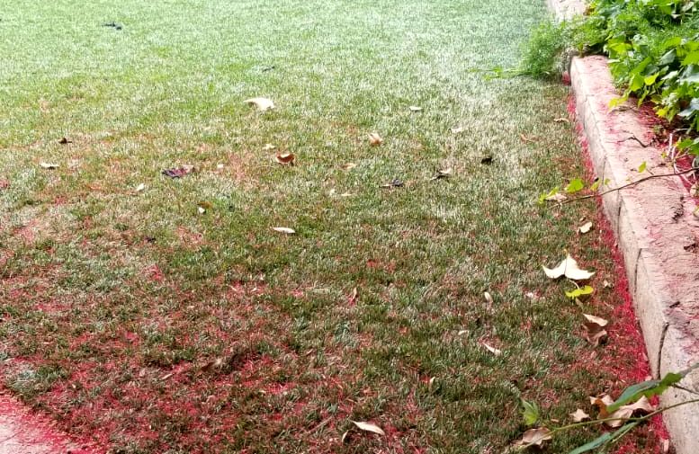 Before TurFresh artificial turf cleaning: matted turf covered in plant debris